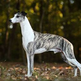 PJ - Whippet