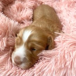 Tito - Wheaten male Dachshund puppy in Trenton, Florida from Tweenie Weenie Dachshunds