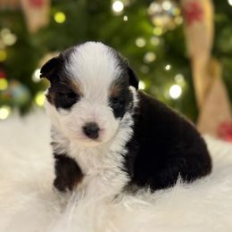 Holly - Black tri female Miniature American Shepherd puppy in Ash Grove, Missouri from 3 Barrels Farms, LLC
