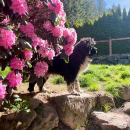 Lou Lou - Newfoundland
