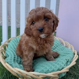 Brownie - Red male Cavapoo puppy in Apache Junction, Arizona from Coffey House Doodles