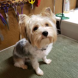 JayCo - Yorkshire Terrier