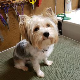 JayCo - Yorkshire Terrier