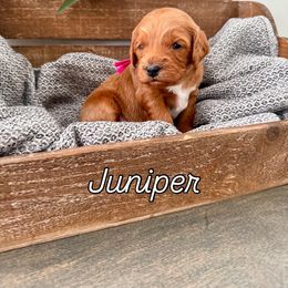 Juniper - Red Cavapoo puppy in South Jordan, Utah from Meadowlark Doodles