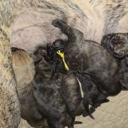 Doberman Pinscher and Great Dane Puppies from Draggin Dobermans & Great Danes