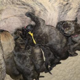 Doberman Pinscher and Great Dane Puppies from Draggin Dobermans & Great Danes
