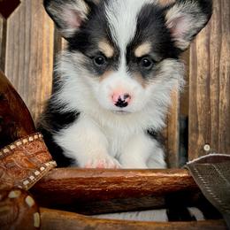 Reba - female Pembroke Welsh Corgi puppy in Los Lunas, New Mexico from Blue Diamond Welsh corgis