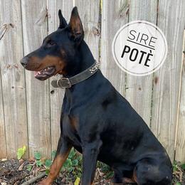Potè - Doberman Pinscher