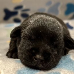 Miniature Schnauzer Puppies from The schnauzer Shack