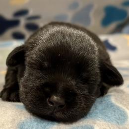 Miniature Schnauzer Puppies from The schnauzer Shack