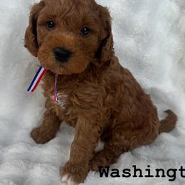 Goldendoodle All Grown Up from Lady's Liberty Litter
