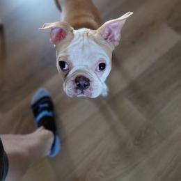 Boston Terrier puppies from Meatloaf's Bostons & Michigan Boston Terriers