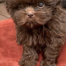 Mal-Shis, Pomeranians, Shih Tzus, and Yorkshire Terriers from Gibbs Gorgeous Paws LLC