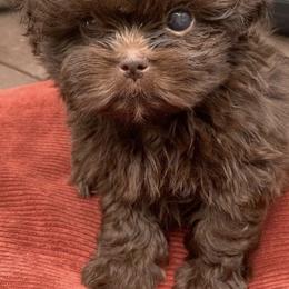 Mal-Shis, Pomeranians, Shih Tzus, and Yorkshire Terriers from Gibbs Gorgeous Paws LLC
