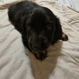 Bear - Black and cream male Dachshund puppy in Mobile, Alabama from Ruff Patch Doxie Den