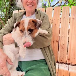 Jasper - White and tan male Russell Terrier puppy in Portland, Oregon from Mountain Ash Farms