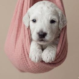 Lavender - Cream female Goldendoodle puppy in Clifton, Arizona from Denim & Doodles