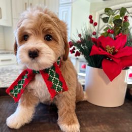 Australian Labradoodle Puppies from Berrybrook Doodles