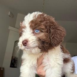 Brown and White - Brown and white male Aussiedoodle puppy in Spring Hill, Florida from Pawprint Dreams Boarding and Kennel
