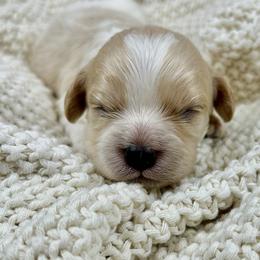 Frost - Blenheim male Cavapoo puppy in Lancaster, Missouri from Cavapoo Acres