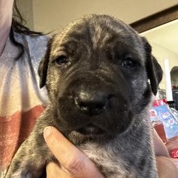 Mogely - Brindle male Boerboel puppy in Bon Aqua, Tennessee from Erickson Ranch Boerboels