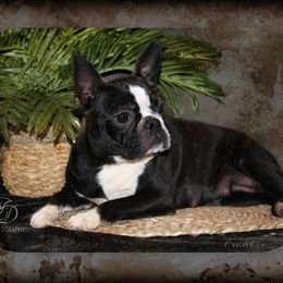 Frankie - Boston Terrier