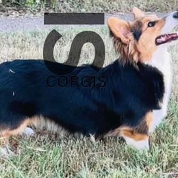 Bowie - American Corgi