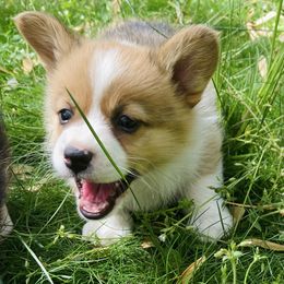 Pembroke Welsh Corgi Puppies from Robin’s Welsh Pembroke Corgis