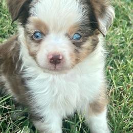 Gabriel - Red merle male Toy Australian Shepherd puppy in Miami, Oklahoma from HighEnd Aussies