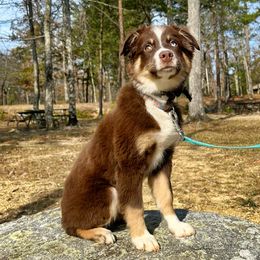 Milo - Miniature Australian Shepherd
