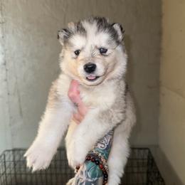 Boy 3 - Sable and white male Siberian Husky puppy in Iron River, Wisconsin from Wiemeri Siberians