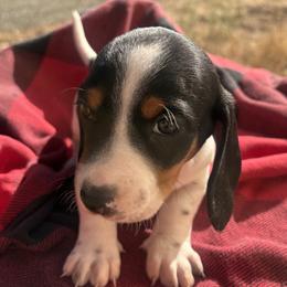 Mouse - Piebald female Dachshund puppy in Brownsville, California from Pine & Pasture Dachshunds