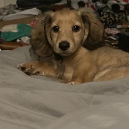 Dachshund Puppies from Michigan Rockin' Dachshunds