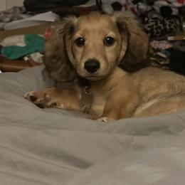 Dachshund Puppies from Michigan Rockin' Dachshunds