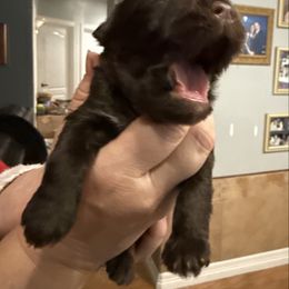 Fiyero Liver - Liver male Miniature Schnauzer puppy in Temple, Texas from Schnauzers Of Taylor