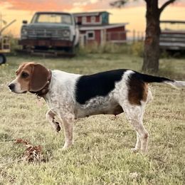 Dolly - Beagle