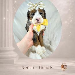 North - Blue merle female Bernedoodle puppy in Canton, Georgia from Teddy Puppies