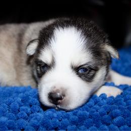 Jack - Gray and white male Pomsky puppy in Centerville, Iowa from LJ Kennels Pomskies, LLC