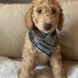 Goldendoodle Puppies from Lundee Doodles