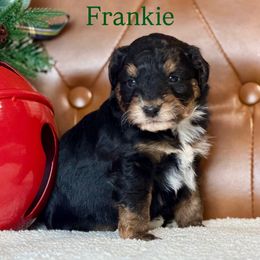 Frankie - Black phantom male Aussiedoodle puppy in Burbank, Ohio from Berns & Doodles