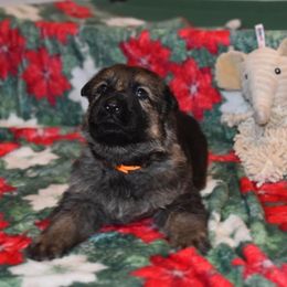 German Shepherd Puppies from Anderson German Shepherds LLC