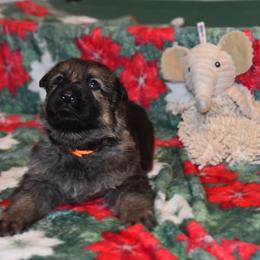 German Shepherd Puppies from Anderson German Shepherds LLC