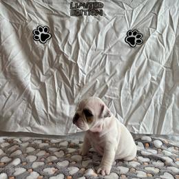 Love Bug - White female Bulldog puppy in Tremonton, Utah from Snuggle Pups