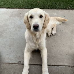 Pepper - Golden Retriever