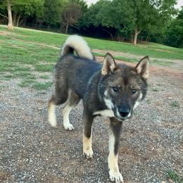 Kotoko - Black sesame female Shikoku Ken puppy in Tribbey, Oklahoma from Osaka Ninken Shikoku