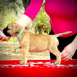 Girl 1 - Fawn female Bullmastiff puppy in Palm Bay, Florida from Alicia's Pups