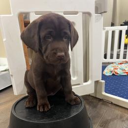 Pink collar(willow) - Chocolate female Labrador Retriever puppy in Waterford, Connecticut from Butlertown Labs