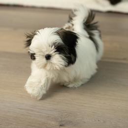 AKC Mary - Gold and white female Shih Tzu puppy in Fresno, California from Good Lil Shih Tzu
