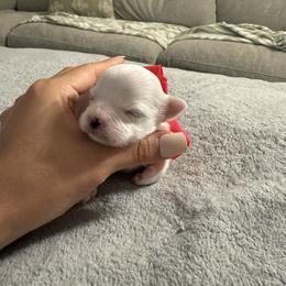 Pink - White female Maltese puppy in Kenosha, Wisconsin from Richter Family Puppies