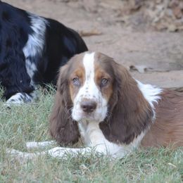 Mario - Liver and white male English Springer Spaniel puppy in Central, South Carolina from SarMel